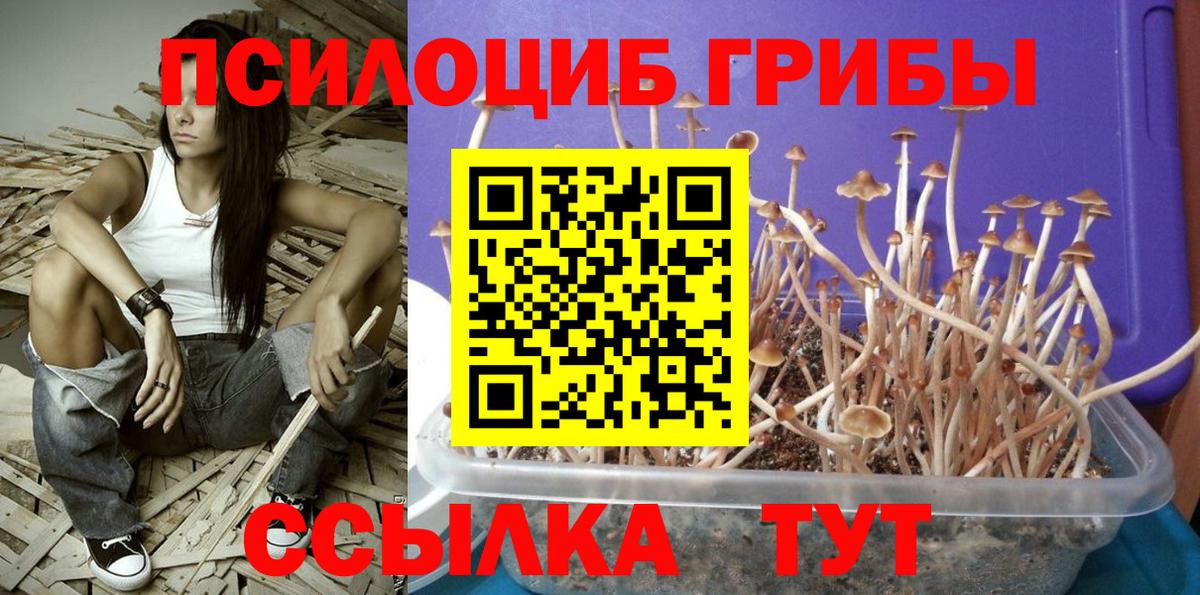 Галлюциногенные грибы Psilocybe Печора